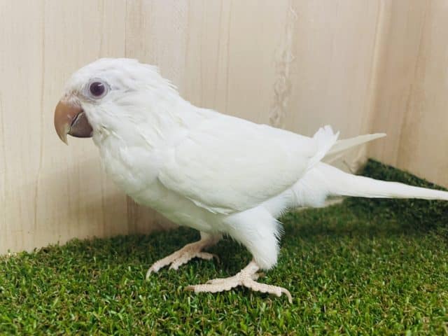 オキナインコ