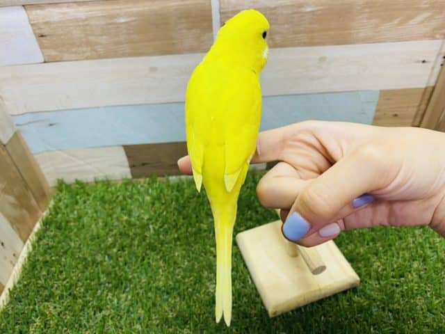 セキセイインコ
