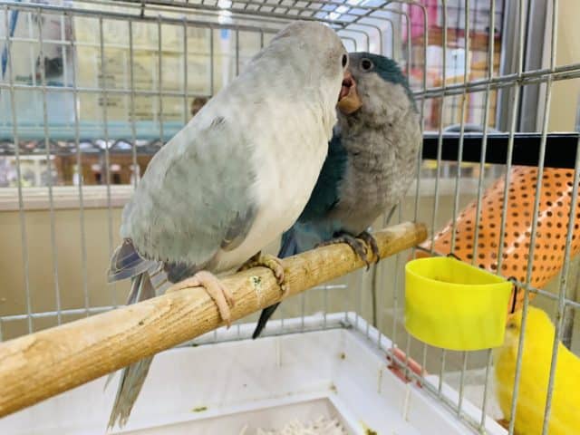オキナインコ