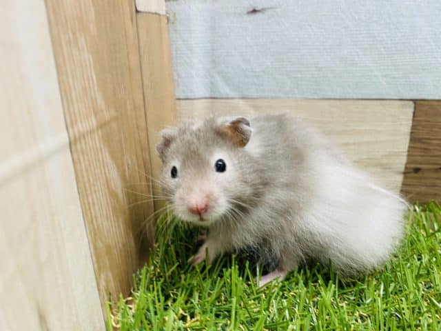 白い縁取り!!人気の高いセーブルハムスター男の子やって来ました♪ ゴールデンハムスター