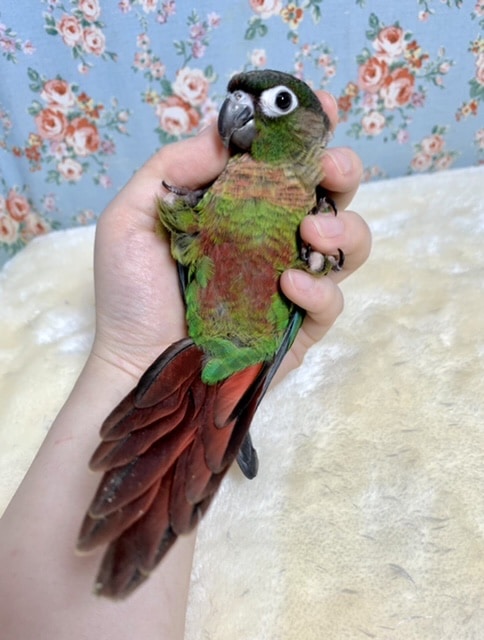 ホオミドリウロコインコ