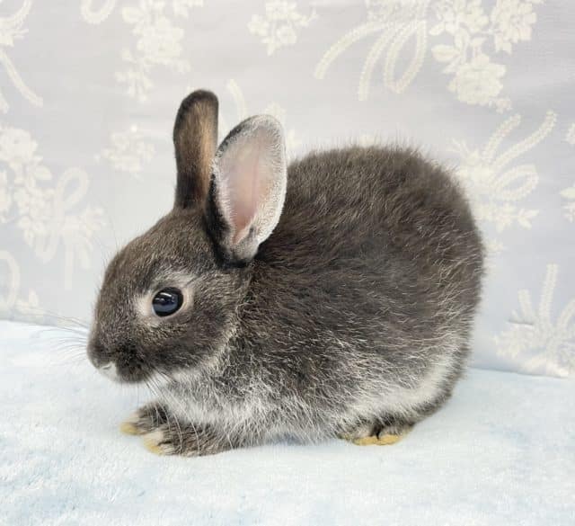 ネザーランドドワーフ