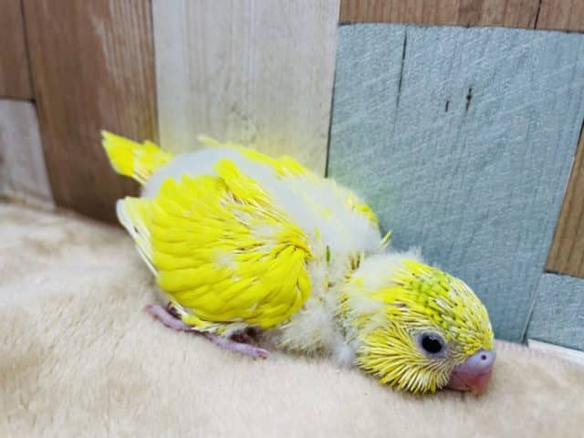 セキセイインコ