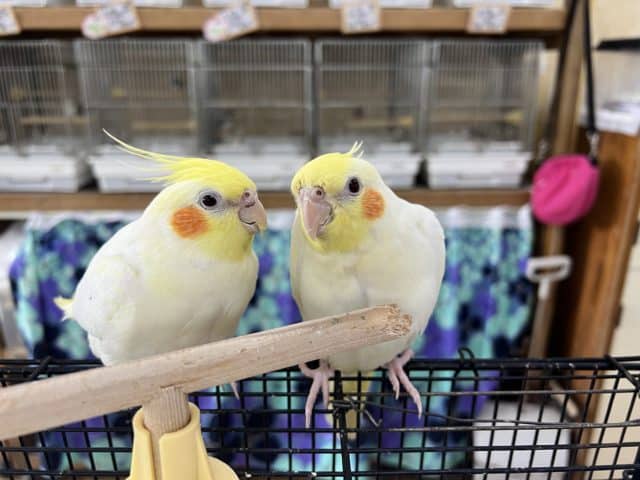 オカメインコ