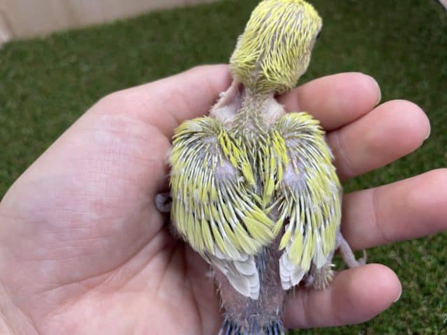 コザクラインコ（小桜インコ）