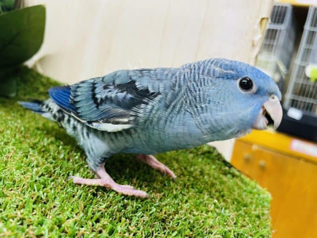 サザナミインコ