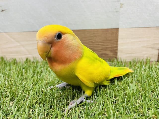 コザクラインコ（小桜インコ）