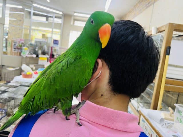 オオハナインコ