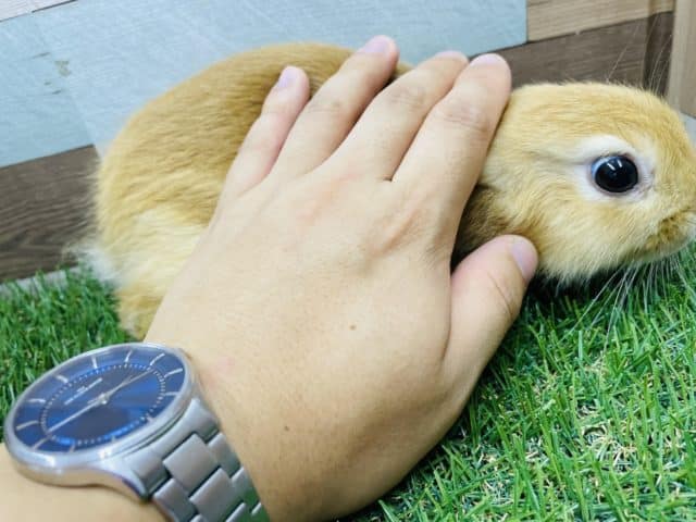 ネザーランドドワーフ