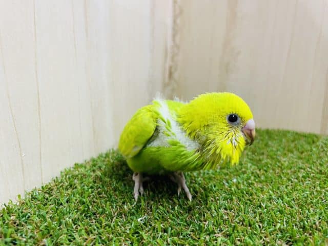 セキセイインコ