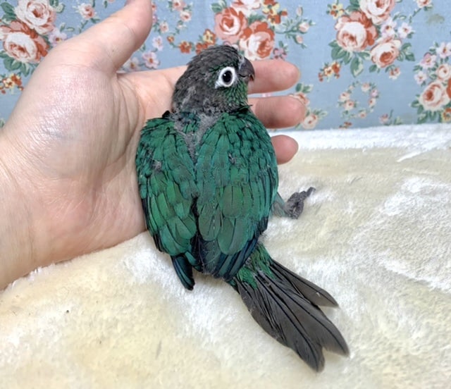 ホオミドリウロコインコ