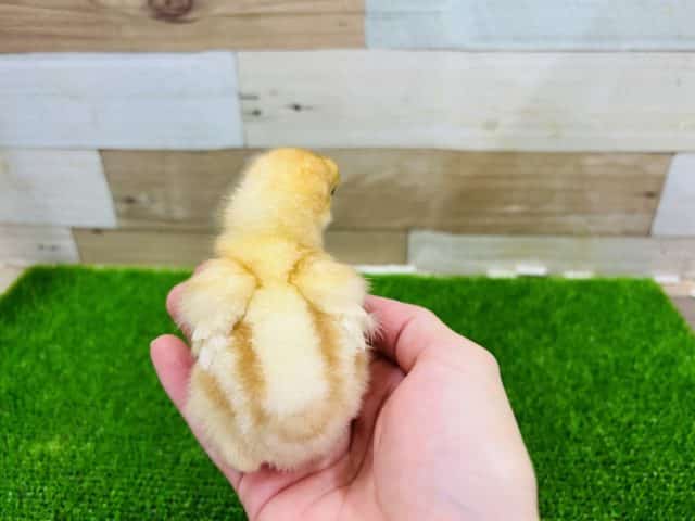 ボリスブラウン