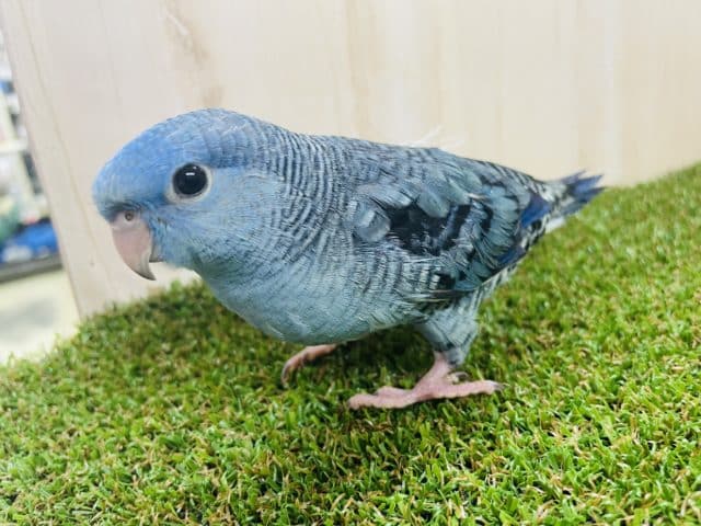 サザナミインコ