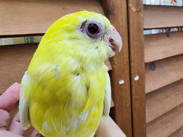 ビセイインコ（美声インコ）