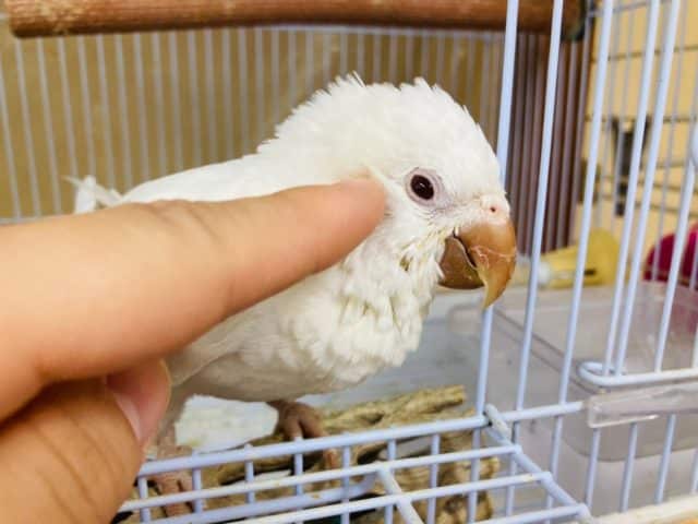オキナインコ