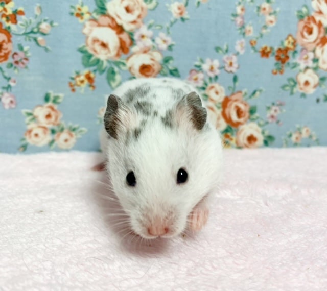 ゴールデンハムスター