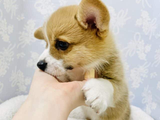 ウェルシュコーギー・ペンブローグ