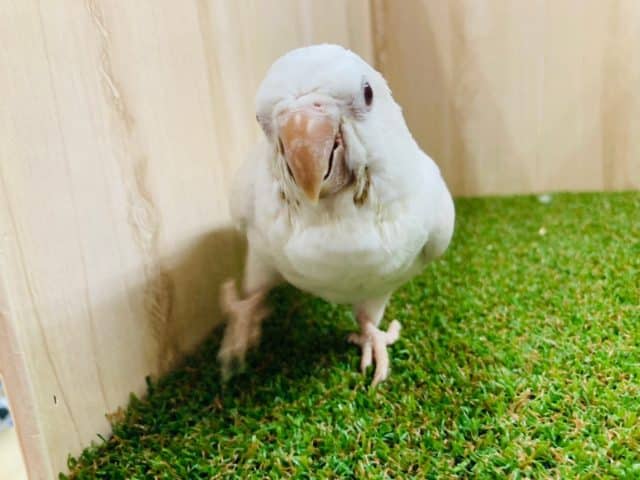 オキナインコ
