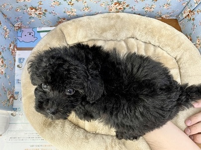 チャームポイントは胸の白!! トイプードルの男のコ 2022.8/27撮影 トイプードル