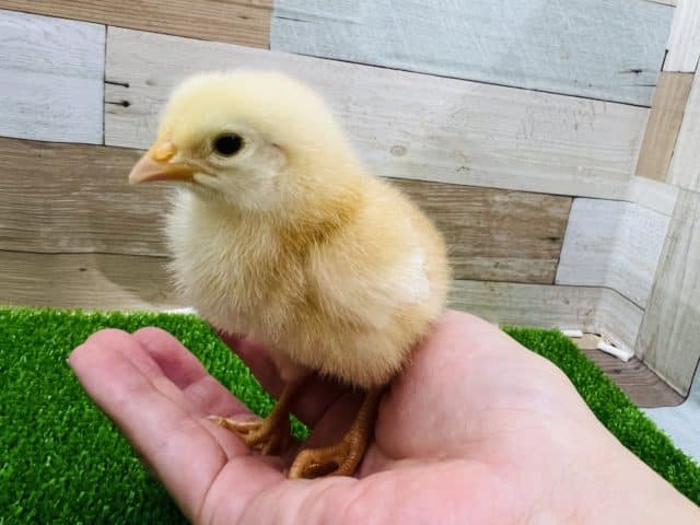 ボリスブラウン