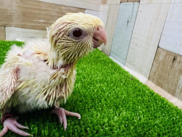 サザナミインコ