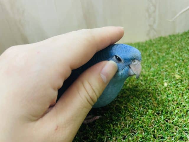 サザナミインコ