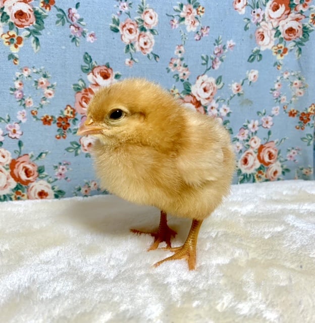 ボリスブラウン