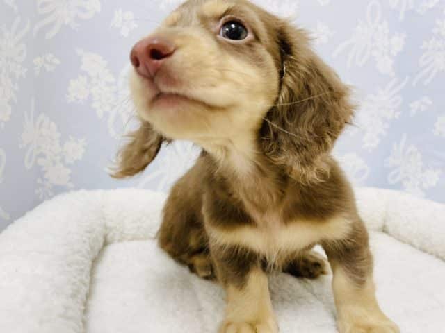 ミニチュアダックス