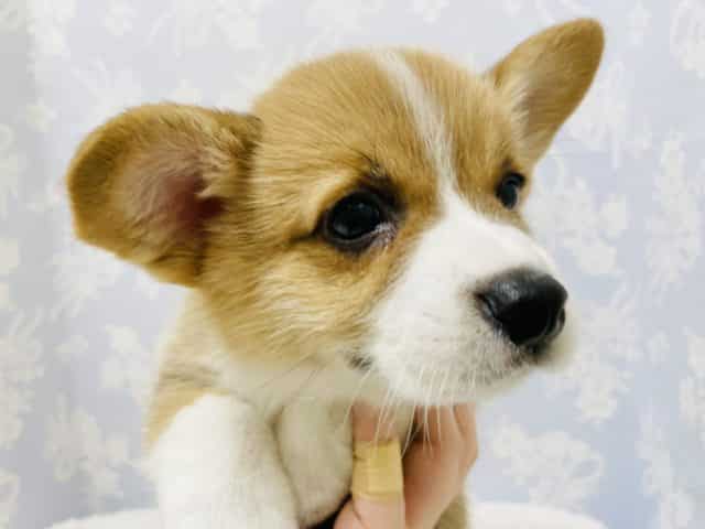 ウェルシュコーギー・ペンブローグ