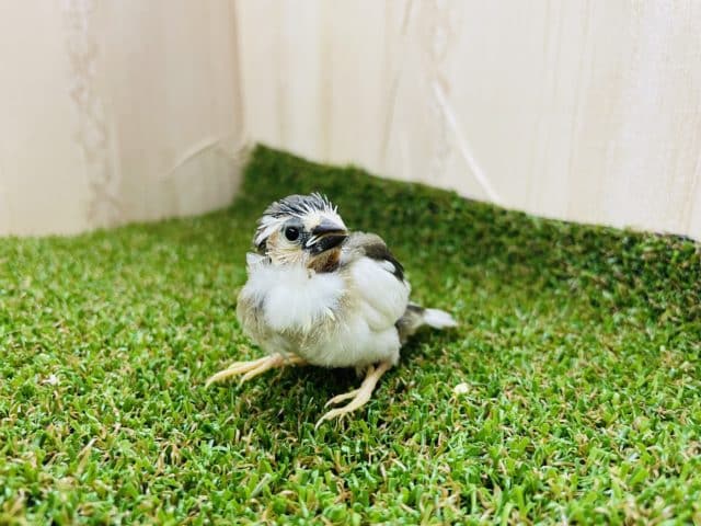 十姉妹（ジュウシマツ）