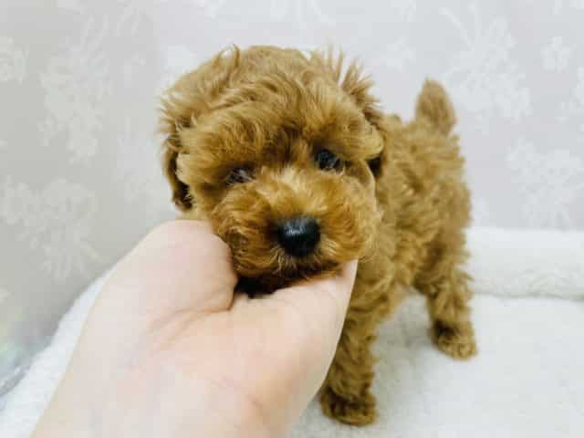 トイプードル