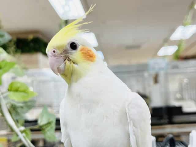 オカメインコ