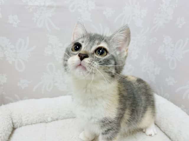 アメリカンカール