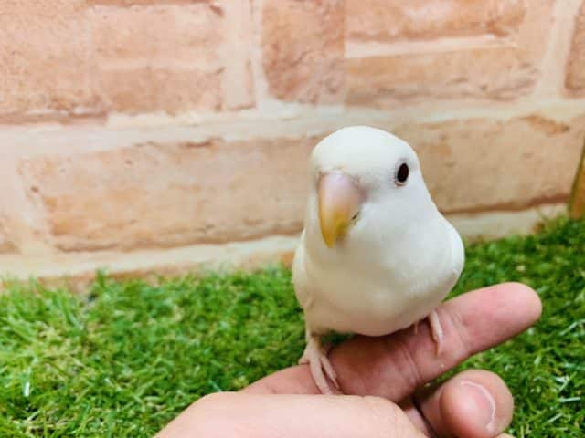コザクラインコ（小桜インコ）
