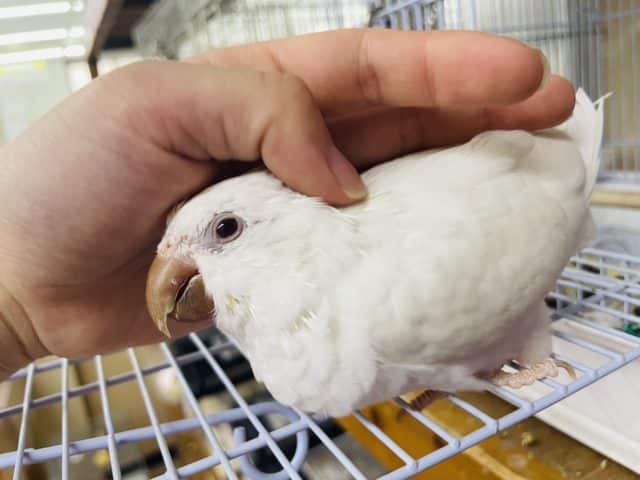 オキナインコ