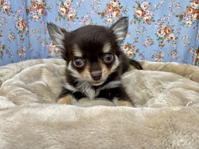 うるうる瞳のおっとり系☆ ロングコートチワワの男のコ 2022.8/15撮影 チワワ