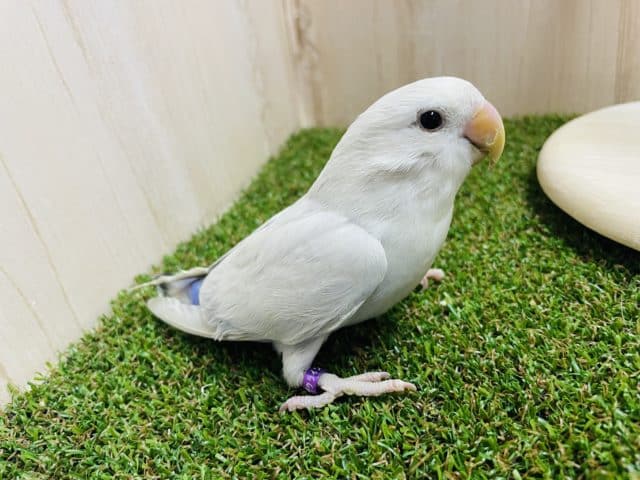 コザクラインコ（小桜インコ）