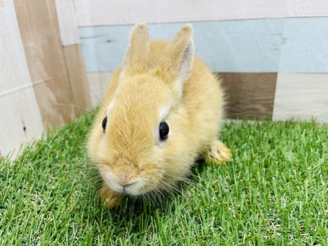 ネザーランドドワーフ