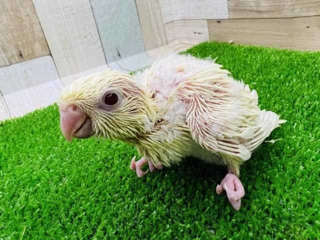 サザナミインコ