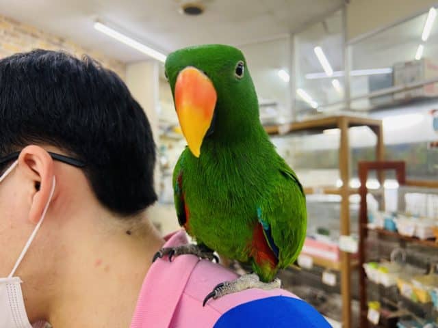 オオハナインコ