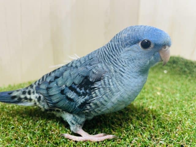 サザナミインコ