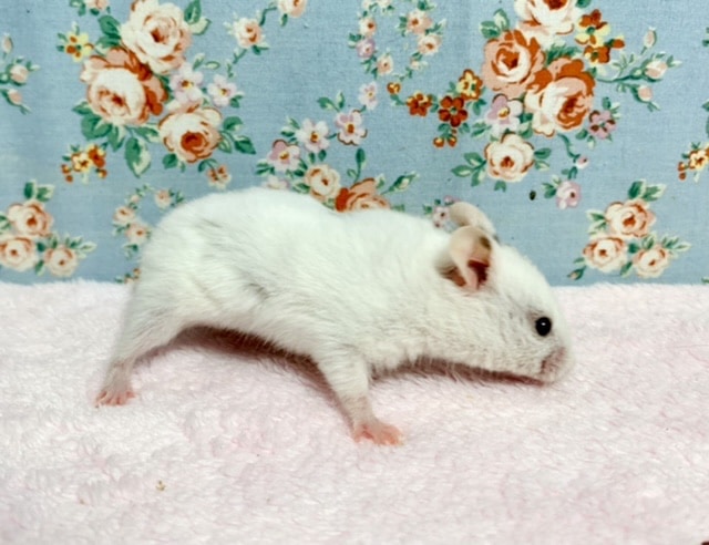 カラーハムスター