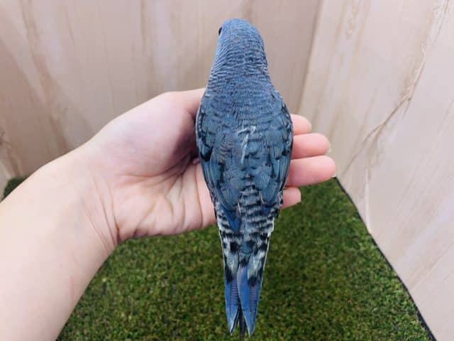 サザナミインコ