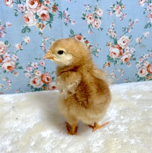 ボリスブラウン