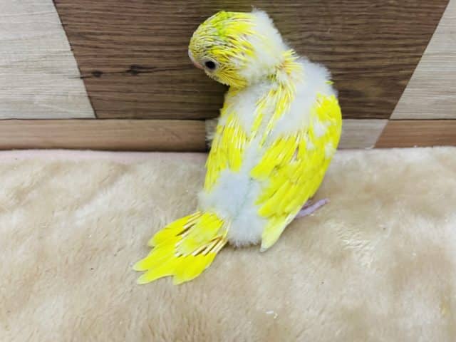 セキセイインコ