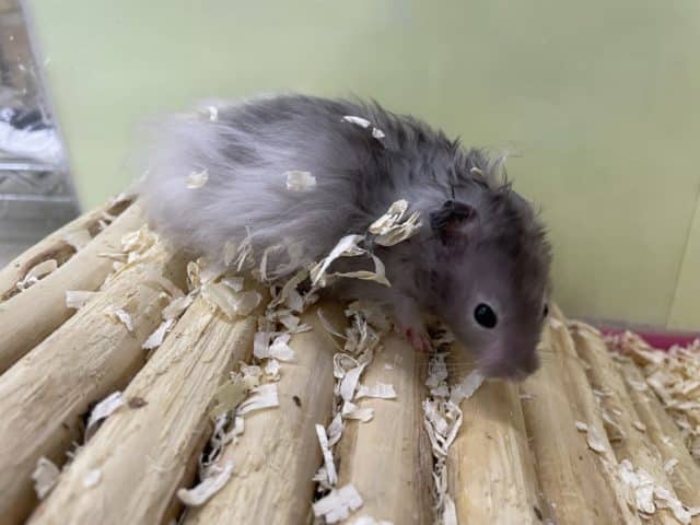 長毛カラーハムスター