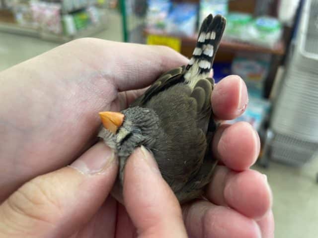 錦花鳥（キンカチョウ）