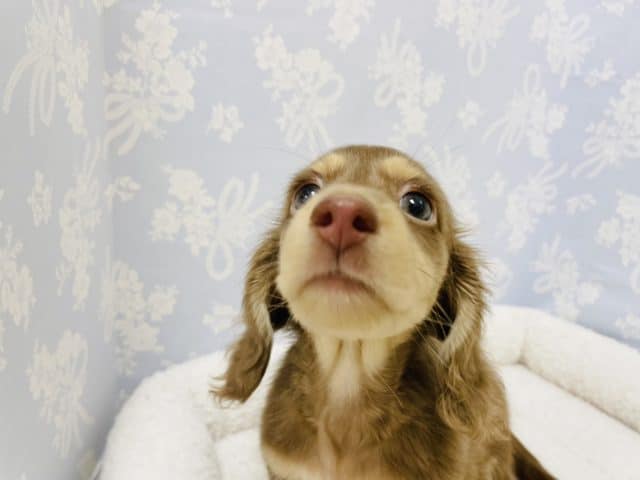 ミニチュアダックス