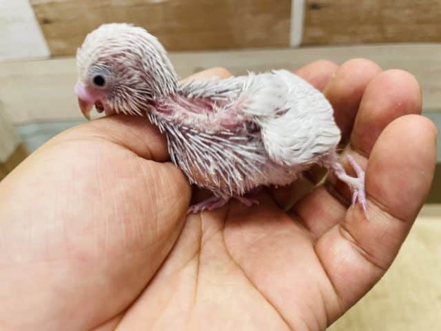 セキセイインコ