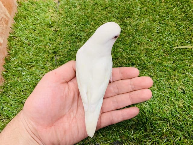 コザクラインコ（小桜インコ）